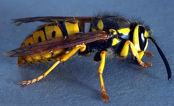 Wasp & Hornet picture 3